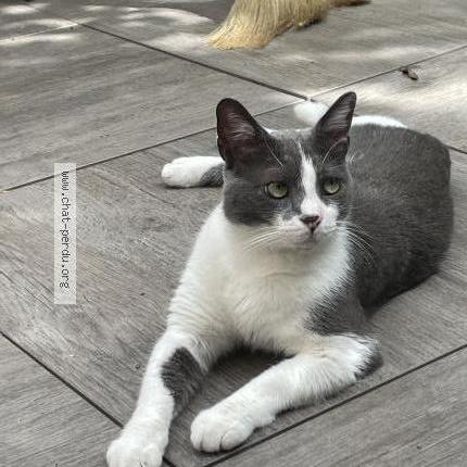 Photo de chat perdu à Villejuif