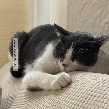 Photo 2/2 Chat retrouvé Perdu à Villejuif