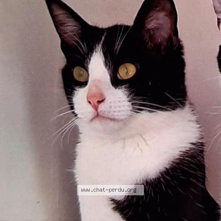 Photo 1/1 PTILOU Chat perdu à Loqueffret