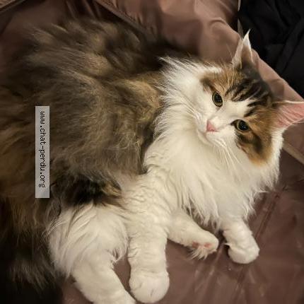 Photo 1/1 Lana barbier Chat perdu à Messery