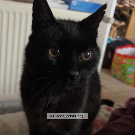 Photo de chat perdu à Epinal
