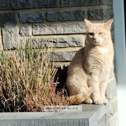 Photo 1/1 Puma Chat perdu à Bas oha