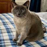 Photo de chat perdu à Versailles