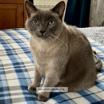 Photo 1/1 Chat retrouvé Perdu à Versailles