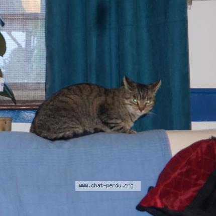 Photo 1/1 Mimir Chat perdu à Pessac