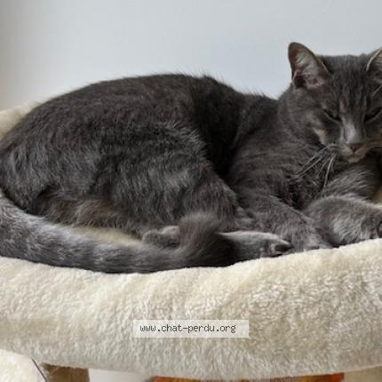 Photo 1/1 Loki Chat perdu à Toussus le noble