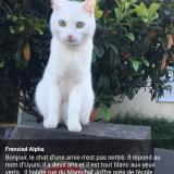 Photo de chat perdu à Houilles