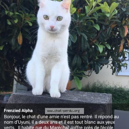 Photo 1/1 Chat retrouvé Perdu à Houilles