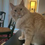 Photo de chat perdu à Rancho Cordova