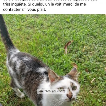 Photo de chat perdu à Darnetal