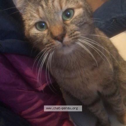 Photo 1/1 simba Chat perdu à Reims