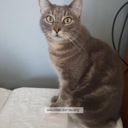 Photo de chat perdu à La Ciotat