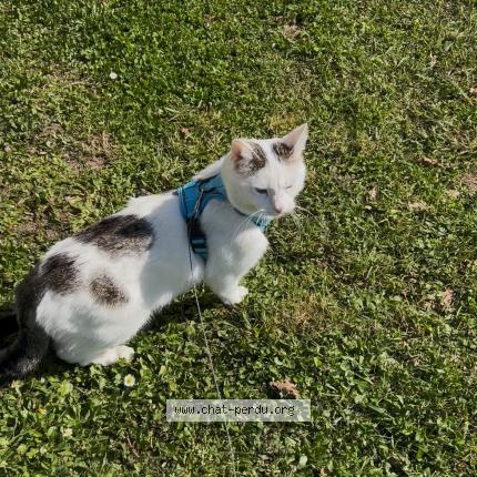Photo de chat perdu à Saint Etienne De Tulmont