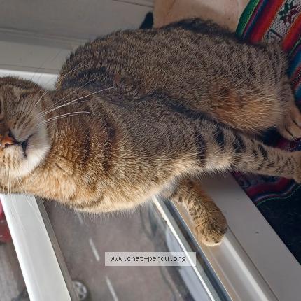 Photo 1/1 Véronique PETIT Chat perdu à Hayange