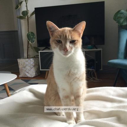 Photo 1/3 Nougat Chat perdu à Chazelles sur lyon