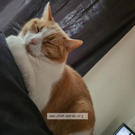 Photo 1/1 adrien cureaux Chat perdu à Moutiers les mauxfaits