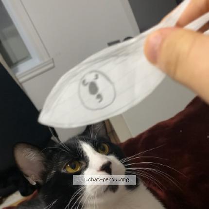 Photo 1/1 Gohan Chat perdu à Blainville