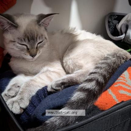 Photo 1/1 Kelani Chat perdu à Vernon