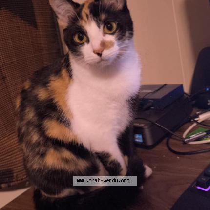 Photo 1/1 Kefta Chat perdu à Jemappes