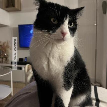 Photo 1/1 Twix Chat perdu à Capestang