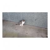 Photo de chat trouvé à Dinan