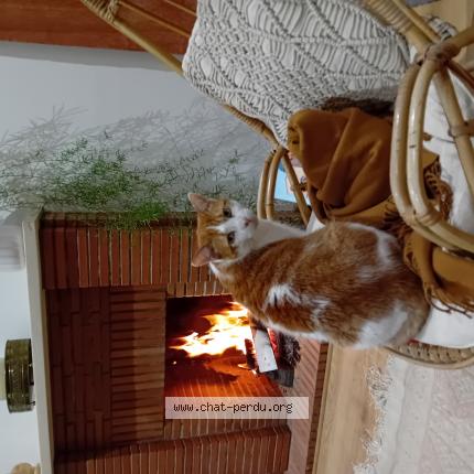 Photo 1/1 TIM Chat perdu à Saint malo