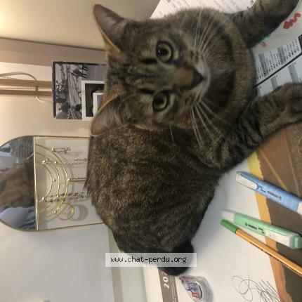 Photo de chat perdu à Sainte Luce Sur Loire