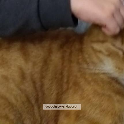 Photo 1/1 MIMI Chat perdu à Salies de bearn