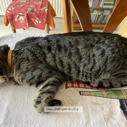 Photo 1/1 Marius Chat perdu à Soetrich