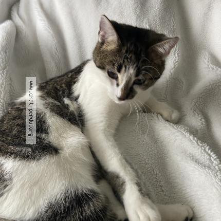 Photo 1/1 Nala Chat perdu à Chelles