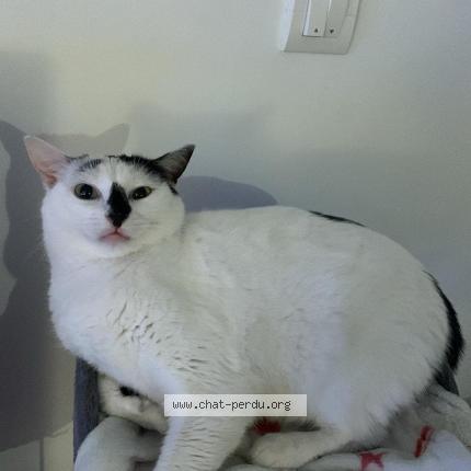 Photo 1/1 Snow Chat perdu à Retiers