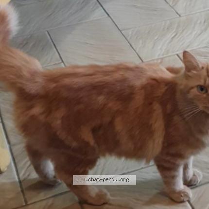 Photo 1/1 Chat retrouvé Perdu à Colomiers