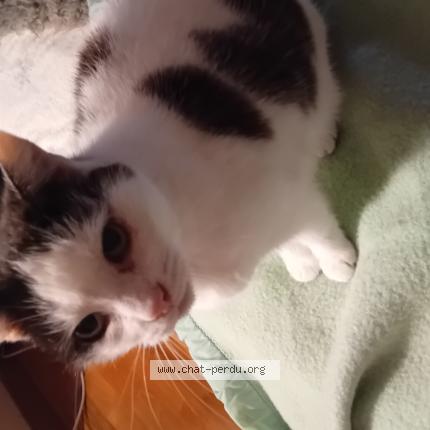 Photo 1/1 Minouchkette Chat perdu à Villefontaine