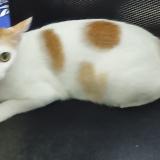 Photo de chat perdu à Chennai