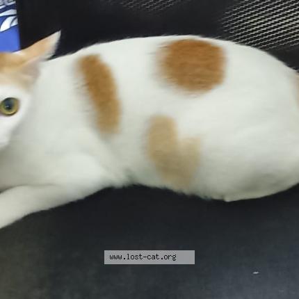 Photo 1/1 Fairy Chat perdu à Chennai