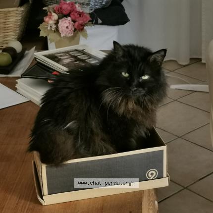 Photo de chat perdu à Lyon
