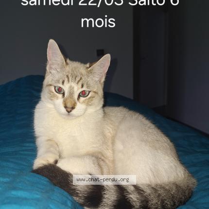 Photo de chat perdu à Luquet