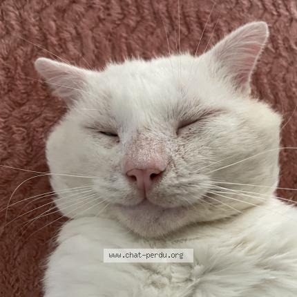 Photo 1/1 Fahed Chat perdu à Nevers
