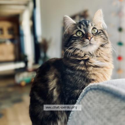 Photo 1/1 Zara Chat perdu à Chaudefonds sur layon