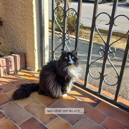 Photo 1/1 Minou Chat perdu à Corneilla del vercol