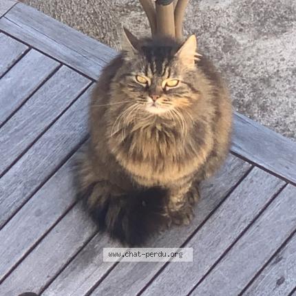 Photo 1/1 Tiki Chat perdu à Hiersac