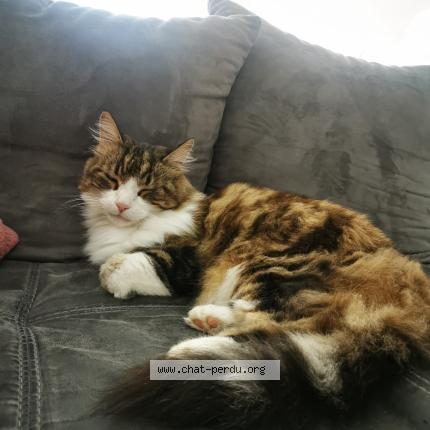 Photo 1/1 Pepsi Chat perdu à Loriol sur drome