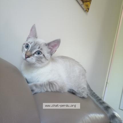 Photo de chat perdu à Le Pradet