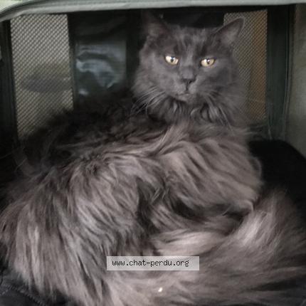 Photo de chat perdu à Vendegies Sur Ecaillon