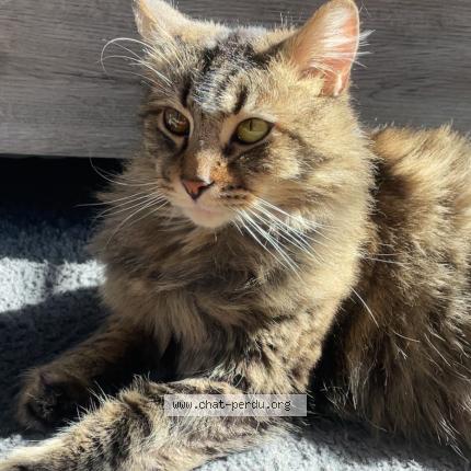 Photo 1/2 Tigrou Chat perdu à Watten