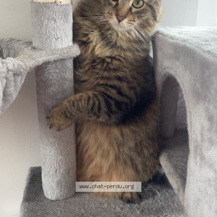 Photo 2/2 Tigrou Chat perdu à Watten