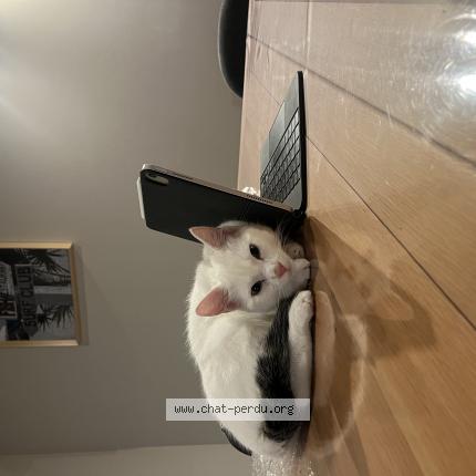 Photo 1/1 Mirielle Chat perdu à La grande paroisse