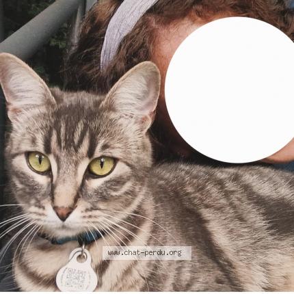 Photo 1/1 Chat retrouvé Perdu à Orleans
