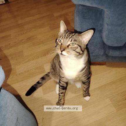 Photo 1/1 Mimi Chat perdu à Herserange