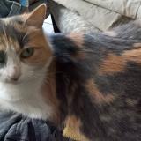 Photo de chat perdu à Saint Didier De Formans